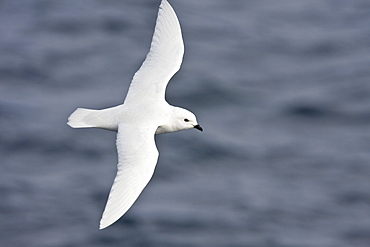 Adult snow petrel (Pagodroma nivea) on the wing in Crystal Sound below the Antarctic Circle, close to the Antarctic peninsula