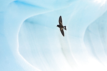 Adult Wilson's storm petrel (Oceanites oceanicus) on the wing and feeding after an iceberg calved near Port Lockroy, near the Antarctic Peninsula