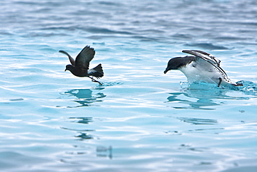 Adult Wilson's storm petrel (Oceanites oceanicus) feeding near a larger cape petrel after an iceberg calved near Port Lockroy, near the Antarctic Peninsula