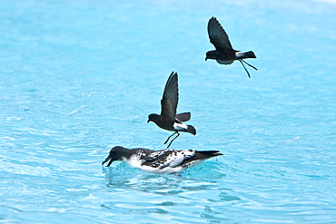 Adult Wilson's storm petrel (Oceanites oceanicus) feeding after Iceberg calved near Port Lockroy, near the Antarctic Peninsula