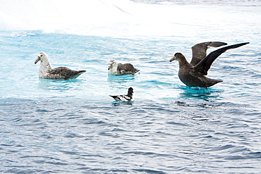 Southern Giant Petrels (Macronectes giganteus) feeding near a cape petrel near the Antarctic Peninsula.