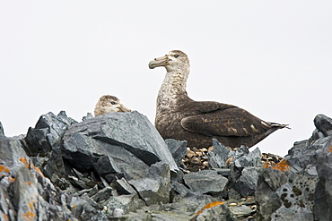 Southern Giant Petrel (Macronectes giganteus) breeding pair in Arthur Harbor near Palmer Station close to the Antarctic Peninsula.