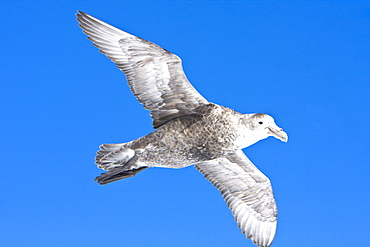 Southern Giant Petrel (Macronectes giganteus) on the wing in and around the Antarctic Peninsula.   (rr)