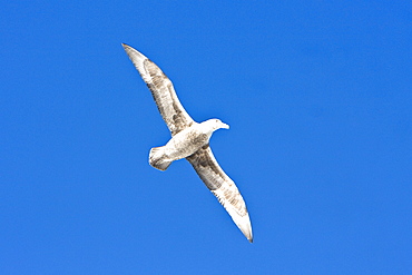 Southern Giant Petrel (Macronectes giganteus) on the wing in and around the Antarctic Peninsula.