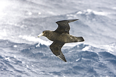 Southern Giant Petrel (Macronectes giganteus) on the wing in and around the Antarctic Peninsula.   (rr)