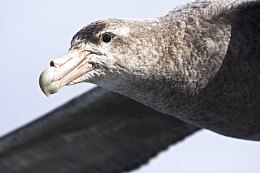 Southern Giant Petrel (Macronectes giganteus) on the wing in and around the Antarctic Peninsula.