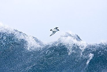 Adult cape petrel (Daption capense) on the wing in and around the Antarctic peninsula. This petrel is sometimes also called the pintado petrel, the word pintado meaning "painted" in Spanish.