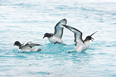 Adult cape petrel (Daption capense) feeding after an iceberg calved near Port Lockroy near the Antarctic peninsula