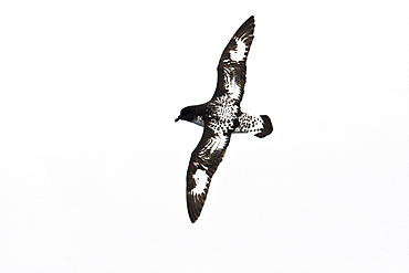 Adult cape petrel (Daption capense) on the wing in and around the Antarctic peninsula. This petrel is sometimes also called the pintado petrel, the word pintado meaning "painted" in Spanish.