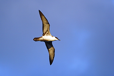 Adult Great Shearwater (Puffinus gravis) on the wing in the Tristan da Cunha Island Group, Soauth Atlantic Ocean.