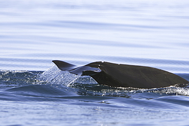 Short-finned pilot whale (Globicephala macrorhynchus) fluke-up dive off Isla Ildefonso in the Gulf of California (Sea of Cortez), off the Baja Peninsula, Mexico