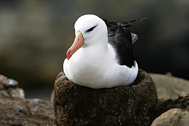 Black-browed Albatross (Thalassarche melanophrys) parent on nest in the Falkland Islands.