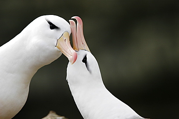 Black-browed Albatross (Thalassarche melanophrys) adult courtship dance in the Falkland Islands.