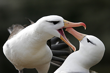 Black-browed Albatross (Thalassarche melanophrys) adult courtship dance in the Falkland Islands.