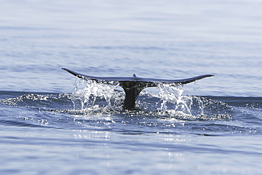 Short-finned pilot whale (Globicephala macrorhynchus) fluke-up dive off Isla Ildefonso in the Gulf of California (Sea of Cortez), off the Baja Peninsula, Mexico