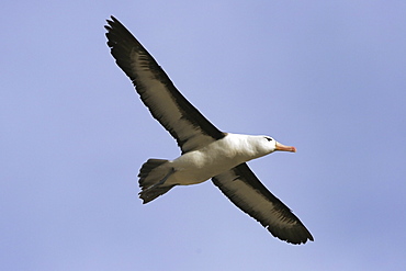 Adult Black-browed Albatross (Thalassarche melanophrys) on the wing in the Southern Atlantic Ocean.