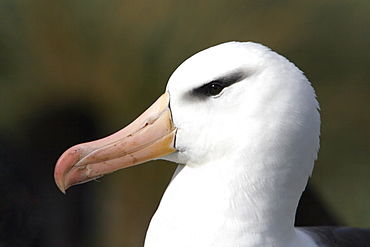 Adult black-browed albatross (Thalassarche melanophrys) (head detail) at Devil's Nose on New Island in the Falkland Island Group, Falklands.