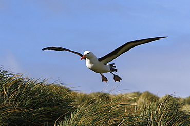 Black-browed albatross (Thalassarche melanophrys) coming in for a landing (with feet out to slow down) at Devil's Nose on New Island in the Falkland Island Group, Falklands.