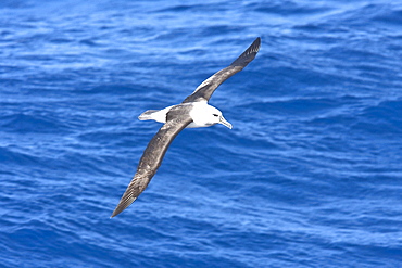 Adult grey-headed albatross (Thalassarche chrysostoma) in flight in the Drake passage between South America and the Antarctic peninsula.