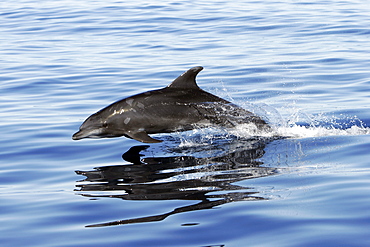 Adult Bottlenose Dolphin (Tursiops truncatus gilli) leaping in the upper Gulf of California (Sea of Cortez), Mexico.