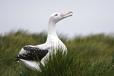 Adult wandering albatross (Diomedea exulans) exhibiting courtship behavior on Prion Island, Southern Atlantic Ocean