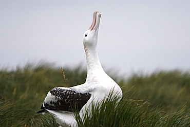 Adult wandering albatross (Diomedea exulans) exhibiting courtship behavior on Prion Island, Southern Atlantic Ocean