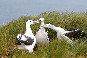 Adult wandering albatross (Diomedea exulans) exhibiting courtship behavior on Prion Island, Southern Atlantic Ocean