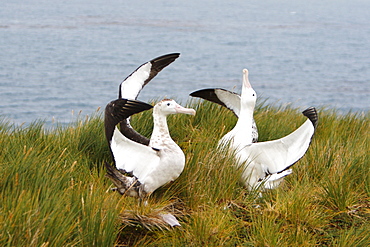 Adult wandering albatross (Diomedea exulans) exhibiting courtship behavior on Prion Island, Southern Atlantic Ocean