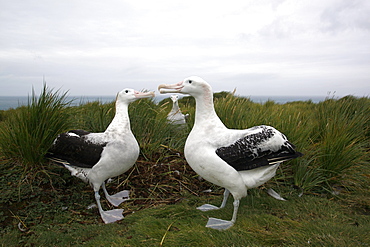 Adult wandering albatross (Diomedea exulans) exhibiting courtship behavior on Prion Island, Southern Atlantic Ocean