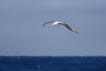 Adult wandering albatross (Diomedea exulans) in flight near Prion Island, Bay of Isles, Southern Atlantic Ocean