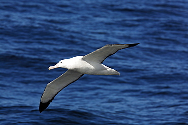 An adult wandering albatross (Diomedea exulans) on the wing in the Drake Passage of the Southern Ocean. This is one of the largest albatross in the world, with a wingspan in excess of 3 meters.