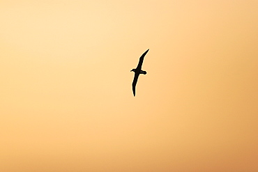 An adult wandering albatross (Diomedea exulans) on the wing at sunset in the Drake Passage of the Southern Ocean