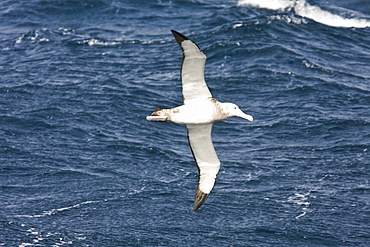 Wandering albatross (Diomedea exulans) on the wing in the Drake Passage between the tip of South America and the Antarctic Peninsula, southern ocean.