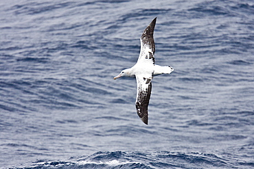 Wandering albatross (Diomedea exulans) on the wing in the Drake Passage between the tip of South America and the Antarctic Peninsula, southern ocean.