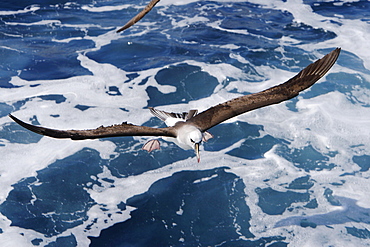 Adult yellow-nosed albatross (Thalassarche chlororhynchos) on the wing in the oceanic waters surrounding the Tristan da Cunha Island Group in the South Atlantic Ocean.