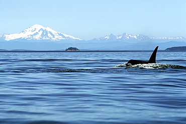 Adult Orca Bull, Orcinus Orca, surfacing in front of Mt. Baker, San Juan Islands, Washington