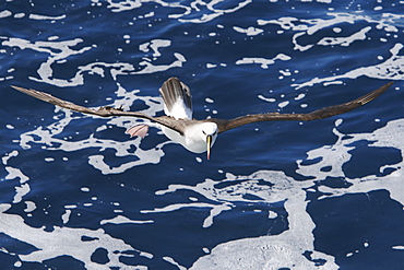 Adult yellow-nosed albatross (Thalassarche chlororhynchos) on the wing in the oceanic waters surrounding the Tristan da Cunha Island Group in the South Atlantic Ocean.