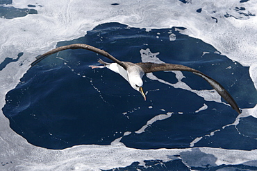 Adult yellow-nosed albatross (Thalassarche chlororhynchos) on the wing in the oceanic waters surrounding the Tristan da Cunha Island Group in the South Atlantic Ocean.