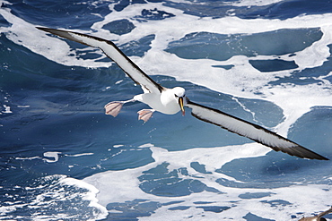 Adult yellow-nosed albatross (Thalassarche chlororhynchos) on the wing in the oceanic waters surrounding the Tristan da Cunha Island Group in the South Atlantic Ocean.