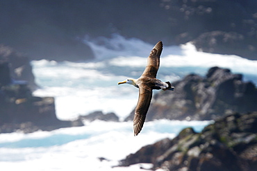 Adult waved albatross (Diomedea irrorata) in flight on Espanola Island in the Galapagos Island Group, Ecuador. Pacific Ocean. This species of albatross is endemic to the Galapagos Islands.  (RR)