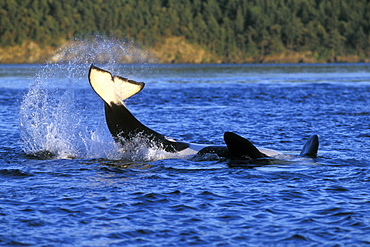 Adult Orca (Orcinus orca) tail-lobbing off the San Juan Island group, Washington State, USA. Pacific Ocean.