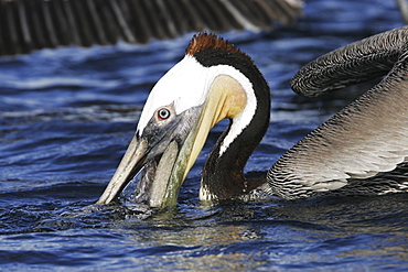 Adult Brown Pelican (Pelecanus occidentalis) in breeding plumage (note the very dark neck) fishing near Isla Los Islotes in the Gulf of California (Sea of Cortez), Mexico.