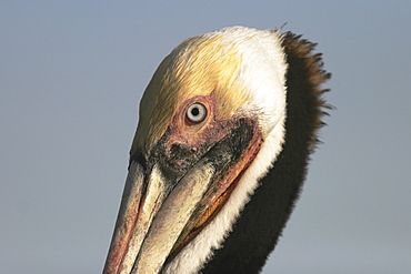 Adult Brown Pelican (Pelecanus occidentalis) head detail in breeding plumage (note the very dark neck) fishing near Isla Los Islotes in the Gulf of California (Sea of Cortez), Mexico.