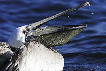 Juvenile Brown Pelican (Pelecanus occidentalis) fishing near Isla Los Islotes in the Gulf of California (Sea of Cortez), Mexico.