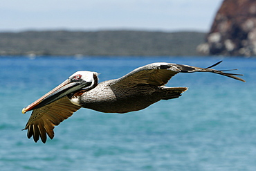 Adult brown pelican (Pelecanus occidentalis) in flight on Bartolome Island in the Galapagos Island Group, Ecuador. Pacific Ocean.