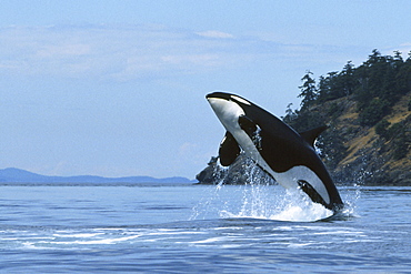 Killer whale (Orcinus orca) jumping out of the water