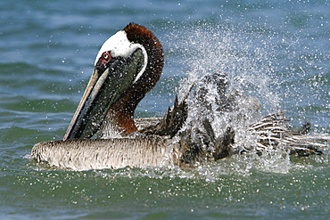 Adult brown pelican (Pelecanus occidentalis) in breeding plumage bathing in the ocean near Bartolome Island in the Galapagos Island Group, Ecuador. Pacific Ocean.