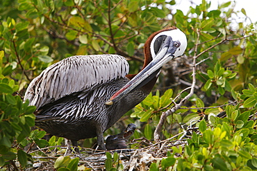 Adult brown pelican (Pelecanus occidentalis) in nest with two chicks on Bartolome Island in the Galapagos Island Group, Ecuador. Pacific Ocean.   (RR)