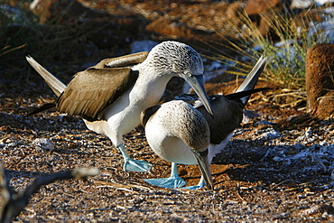 Blue-footed booby (Sula nebouxii) mating exhibition in the Galapagos Island Group, Ecuador. The Galapagos are a nest and breeding area for blue-footed boobies.