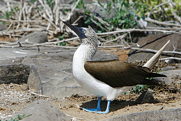 Blue-footed booby (Sula nebouxii) in the Galapagos Island Group, Ecuador. The Galapagos are a nest and breeding area for blue-footed boobies.